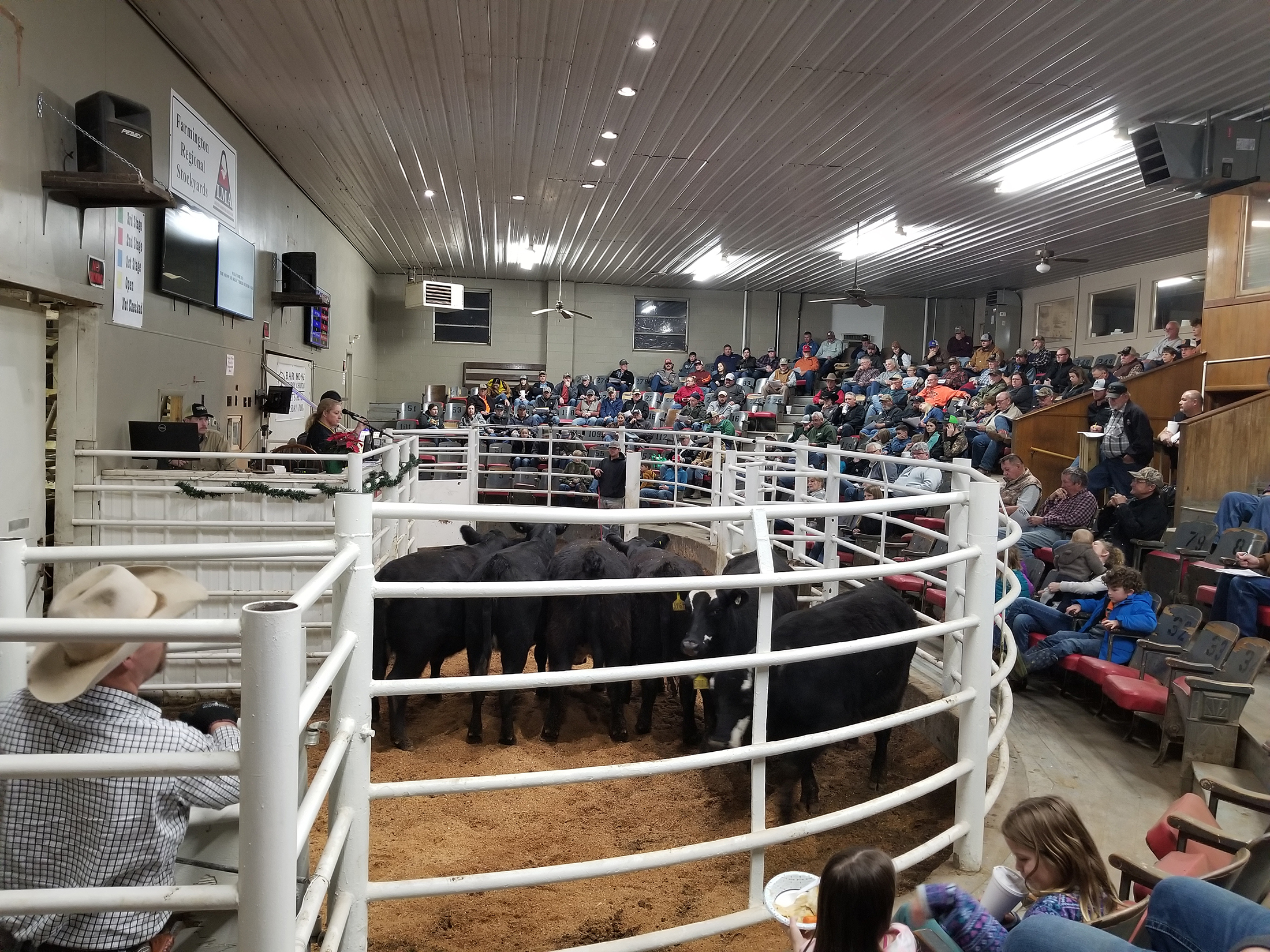 A set of six heifers consigned by Greg Tharp of Naylor, Mo., selling at the Show-Me-Select heifer sale at Farmington Regional Stockyards in 2022. (Photo courtesy of University of Missouri.)