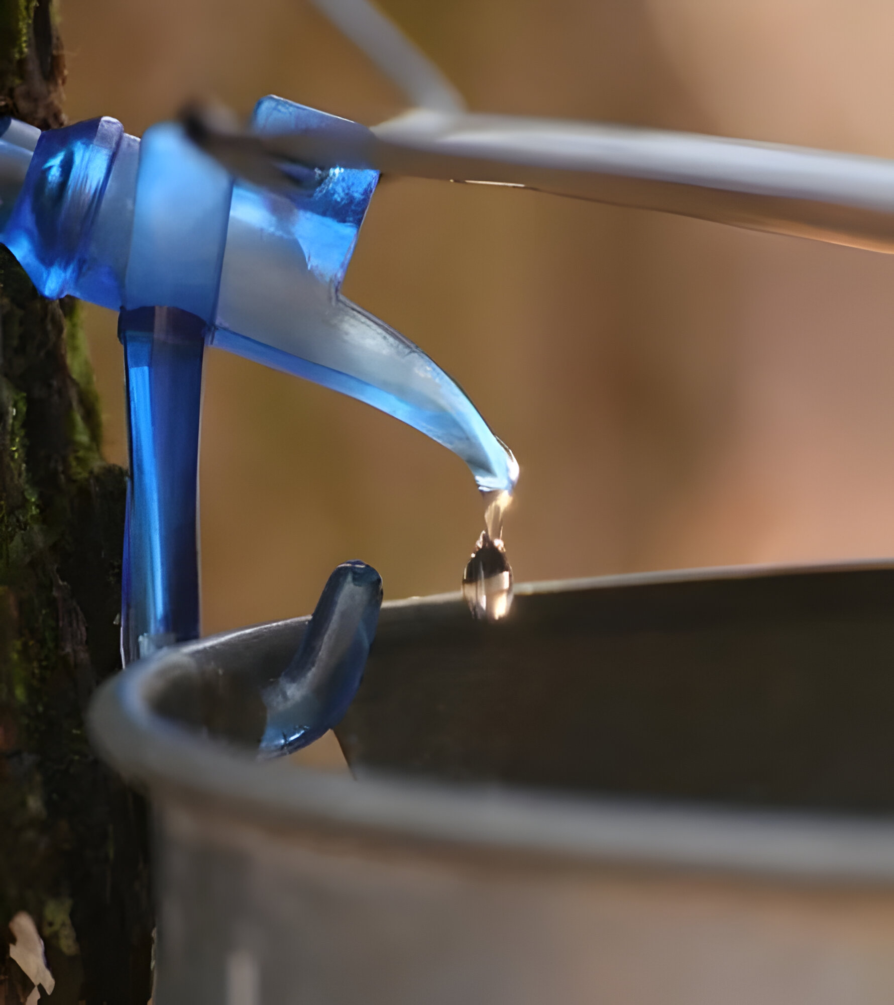 Tapping Sugar Maple trees (Photo: Missouri Department of Conservation - MDC)