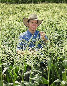 A team led by Agricultural Research Service ecologist Marty Williams (pictured here) showed that spraying certain sweet corn varieties with tolpyralate herbicide can injure the crop rather than help it contend with weeds. (Photo by Peggy Greb.)
