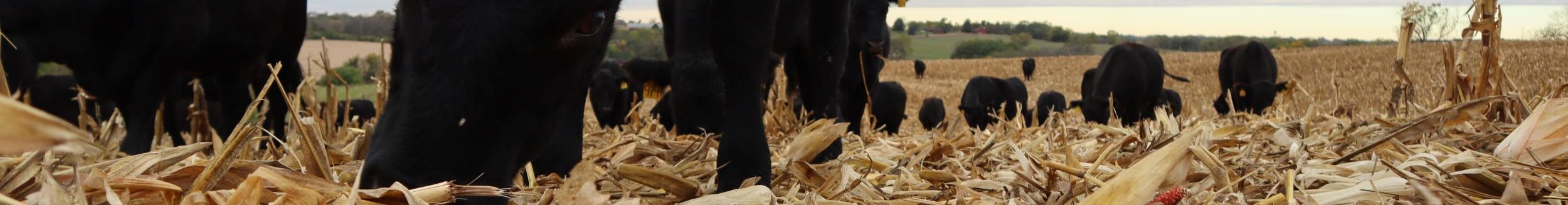 Beef cattle grazing in harvested field of corn (Photo: Iowa State University Extension & Outreach)