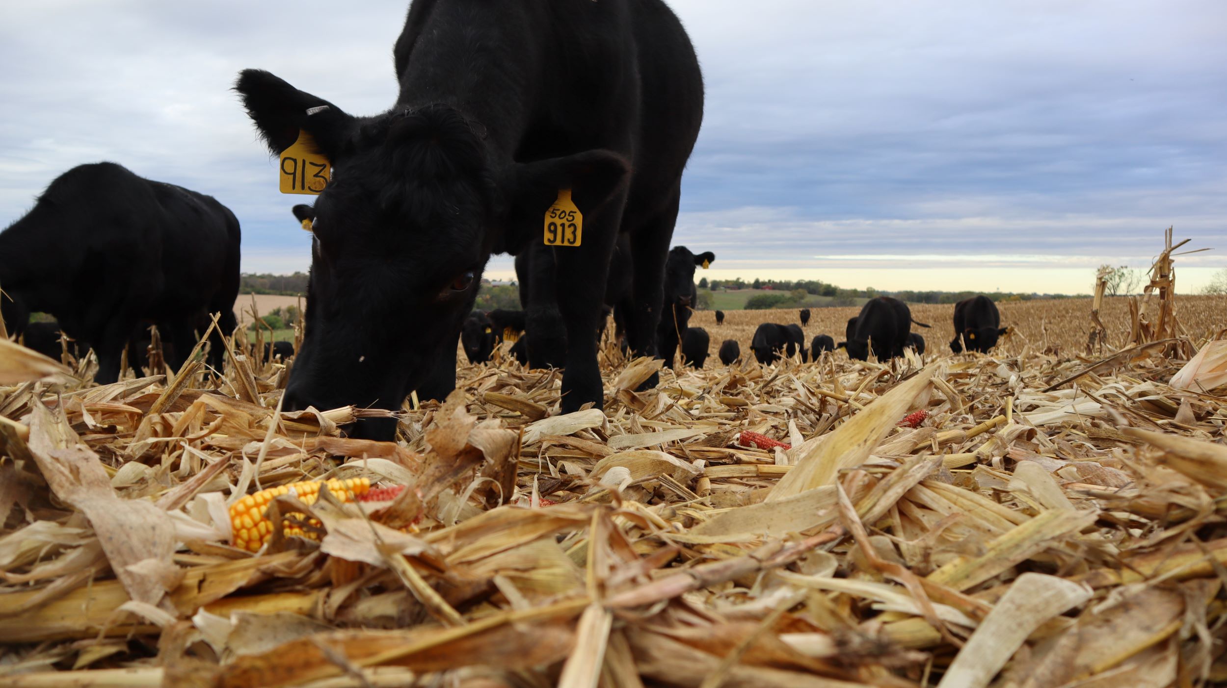 Beef cattle grazing in harvested field of corn (Photo: Iowa State University Extension & Outreach)