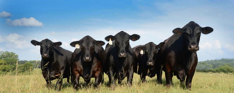 (Photo courtesy of Texas Brangus Breeders Association.)