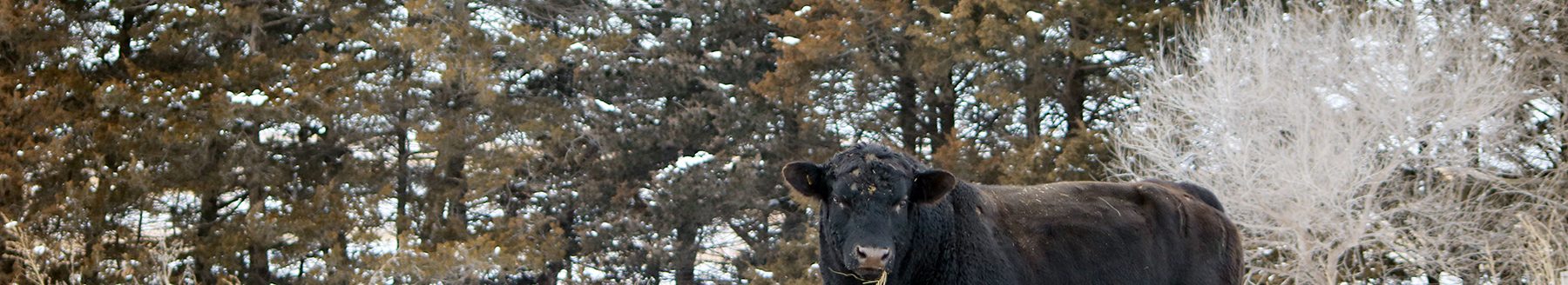 A bull takes in the western Nebraska snowy landscape. (Photo by Hannah Smith.)