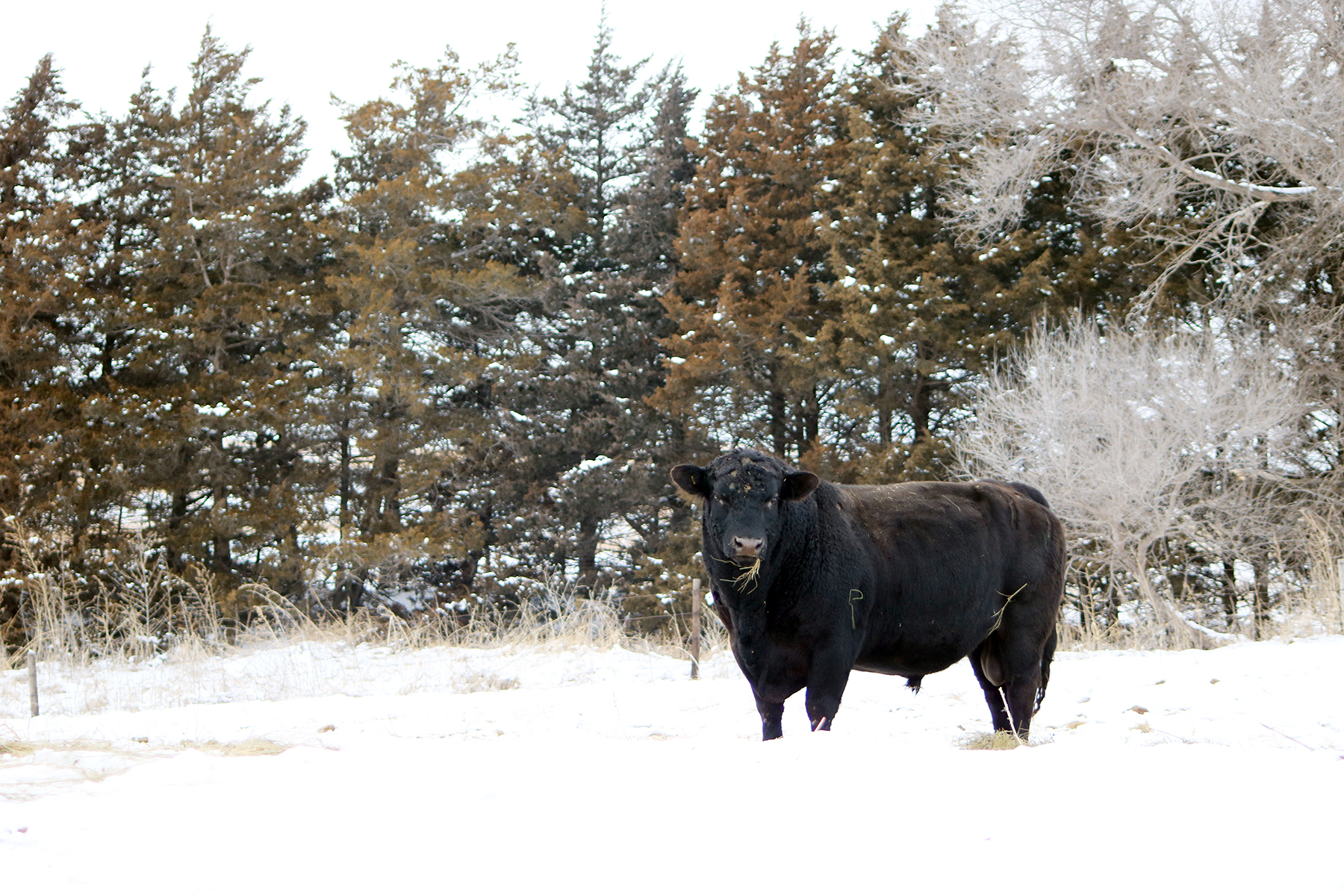 A bull takes in the western Nebraska snowy landscape. (Photo by Hannah Smith.)