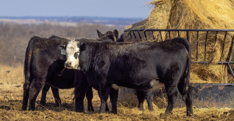 The Oklahoma State University Ranch Tour gives participants a first-hand look at some of the top cattle operations across the state. (Photo courtesy of OSU Agriculture.)
