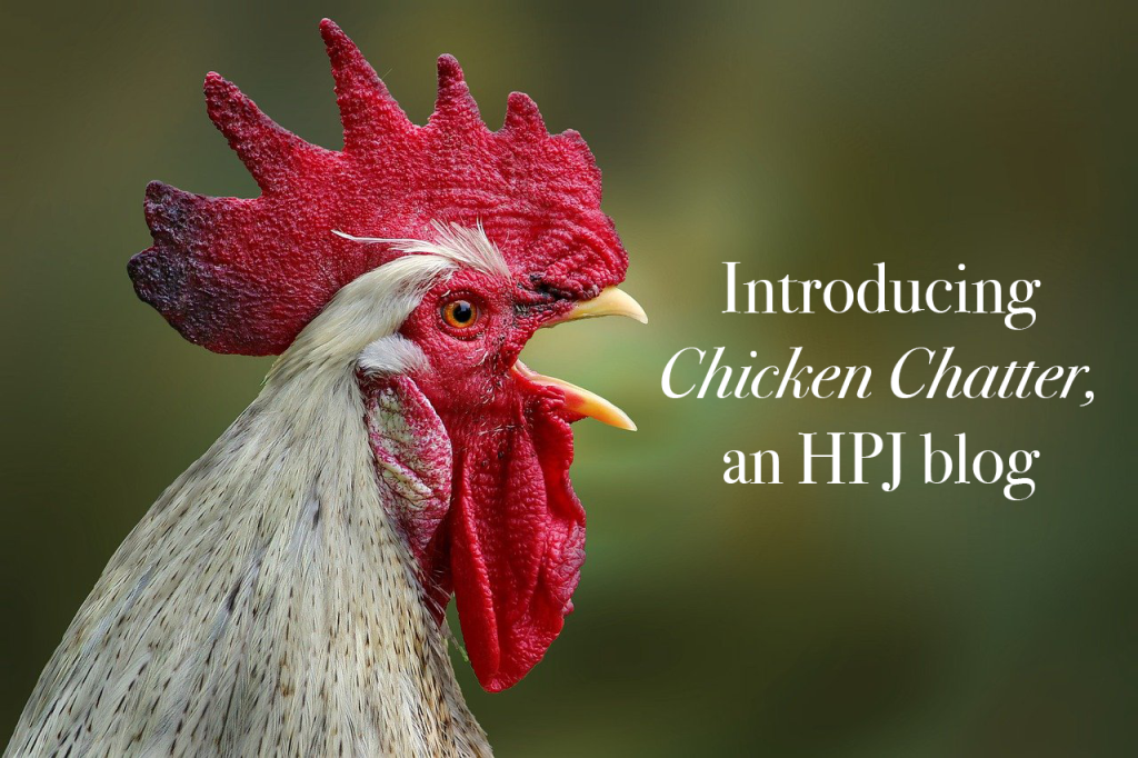 Introducing Chicken Chatter, a backyard bird blog