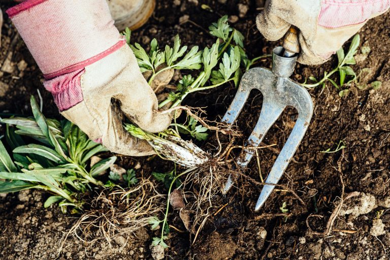Woman removing weeds from her garden (Photo: iStock - lucentius)