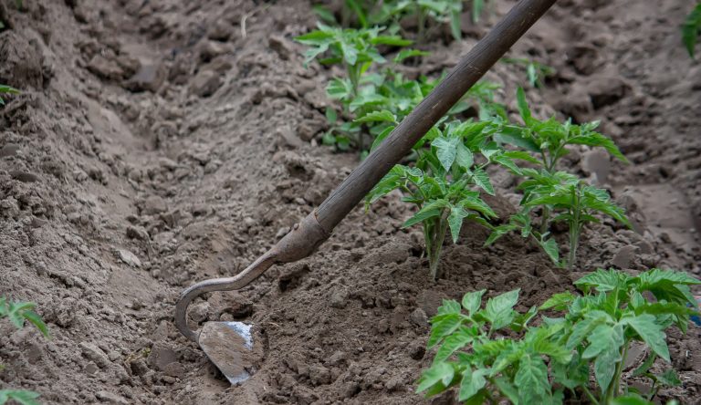 Digging in garden beds. Weeding weeds in the garden. (Photo: iStock - Anna Solovei)