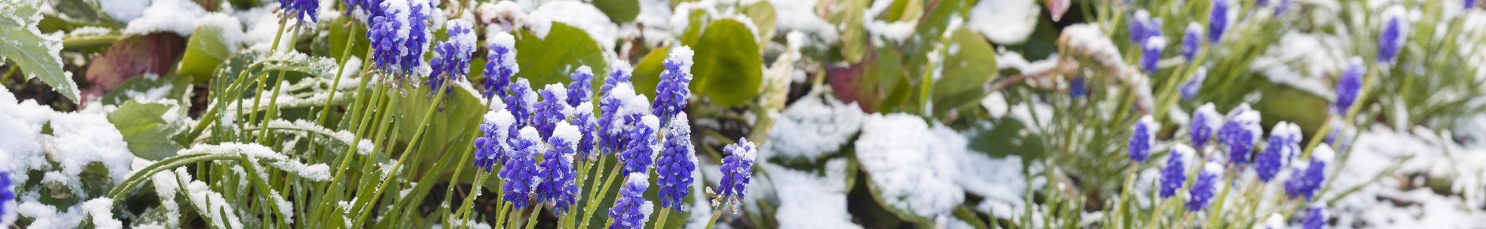 Muscari bulbs in a flower border covered in snow (Photo: iStock - PaulMaguire)