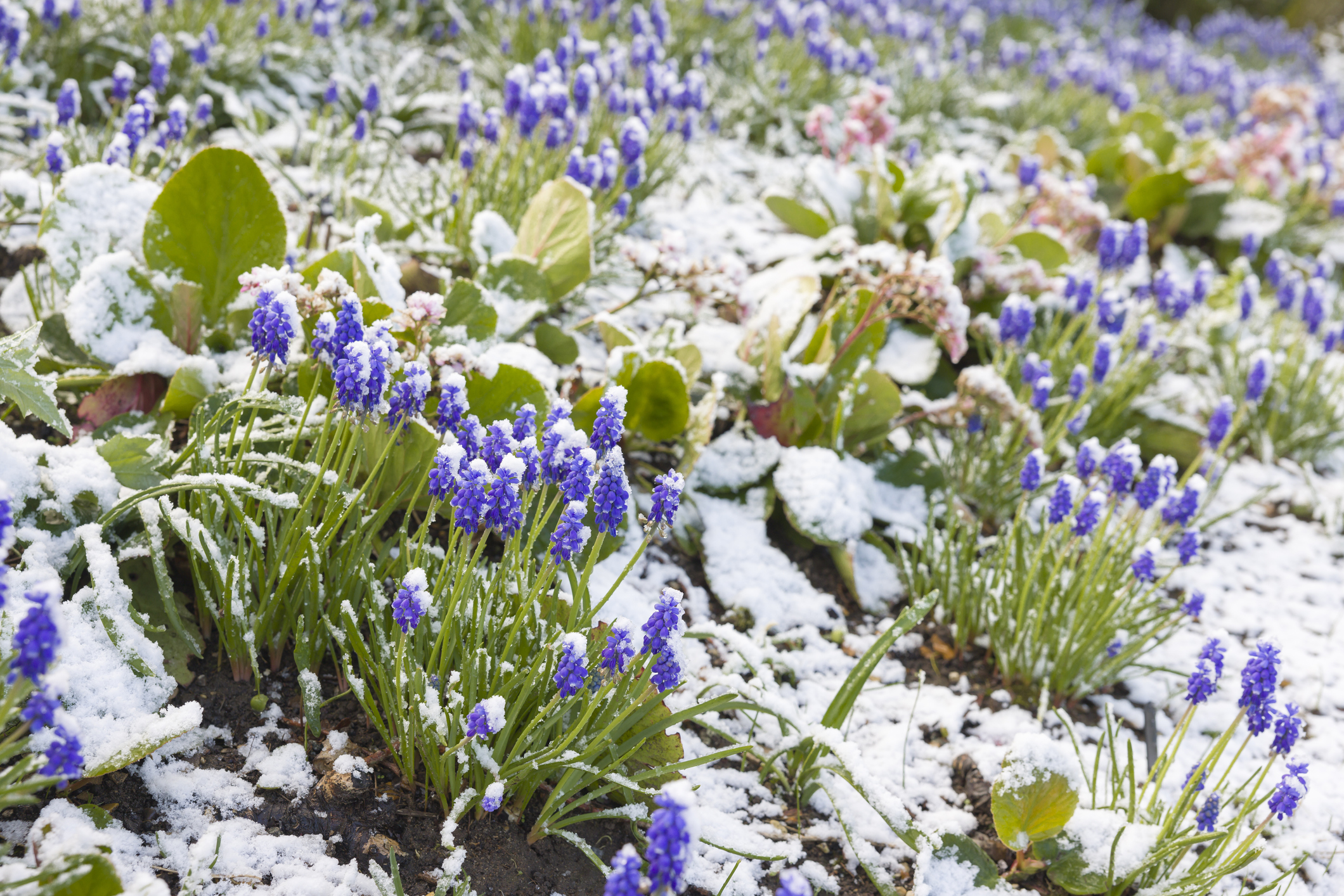 Muscari bulbs in a flower border covered in snow (Photo: iStock - PaulMaguire)