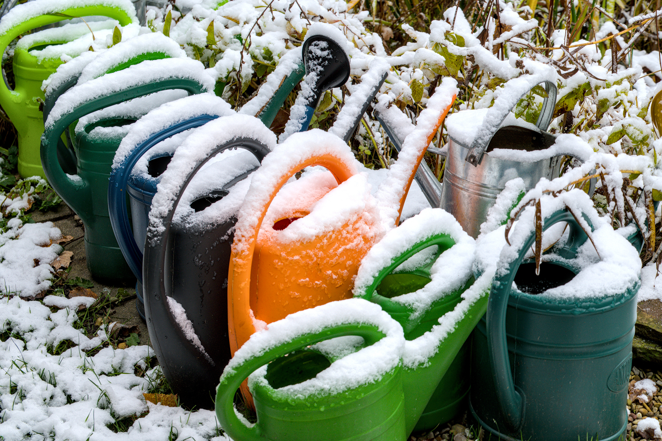 Some colorful watering cans covered with snow (Photo: iStock - Brinja Schmidt)