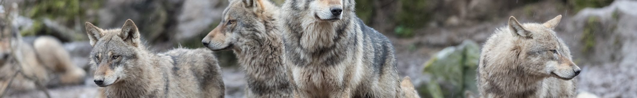 Grey wolf in the forest (Photo: iStock - AB Photography)