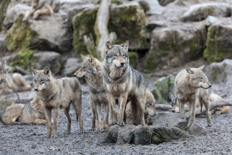 Grey wolf in the forest (Photo: iStock │ #968809406 - AB Photography)
