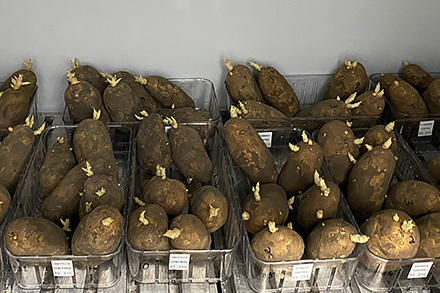 Tubers of four Russet potato cultivars (Russet Burbank, Umatilla Russet, Bannock Russet, Dakota Russet) are being monitored under controlled environmental conditions for dormancy progression and sprout growth patterns during postharvest storage. (Photo by Munevver Dogramaci, USDA-ARS, Fargo, North Dakota.)