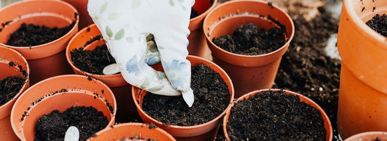 Planning for and starting vegetable and flower transplants can make January a much more interesting time of year for gardeners. (Photo courtesy of Kansas State University Research and Extension.)