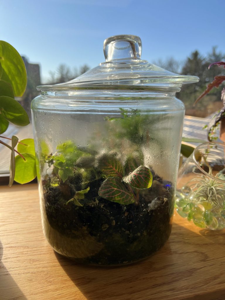 Terrarium in a small glass container with lid open to eliminate excess moisture. (Photo: Iowa State University Extension and Outreach)