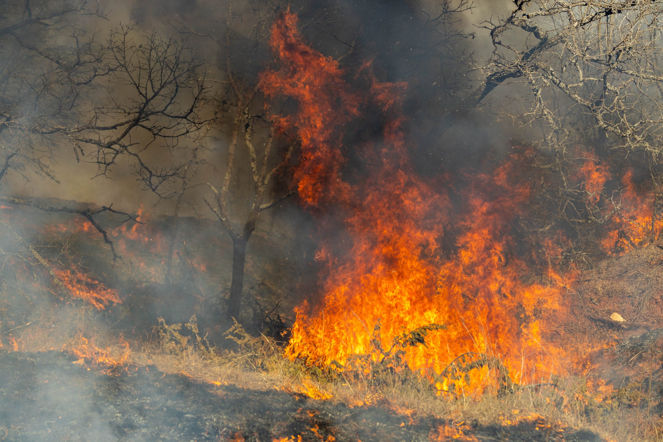 Photo from the Oklahoma Forestry Service prescribed burn at Lake Thunderbird, Feb. 20. (Courtesy photo.)