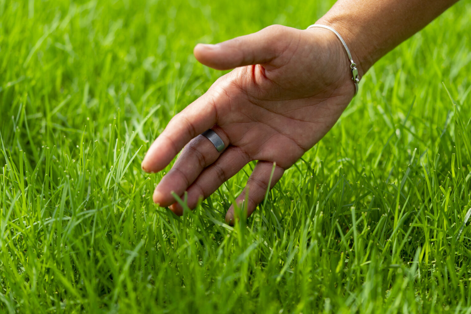 Some types of turfgrass grow slower than others, making for a low-maintenance lawn. (Texas A&M AgriLife photo by Michael Miller)