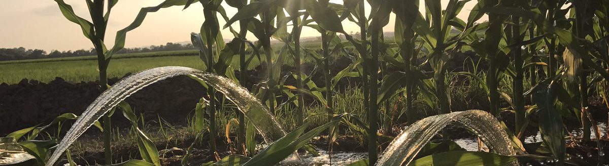 IRRIGATION INVESTIGATION — A new study shows impacts of peer influence in agricultural irrigation practices. (U of A System Division of Ag photo by Kevin Lawson)