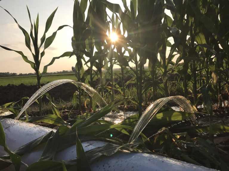 IRRIGATION INVESTIGATION — A new study shows impacts of peer influence in agricultural irrigation practices. (U of A System Division of Ag photo by Kevin Lawson)