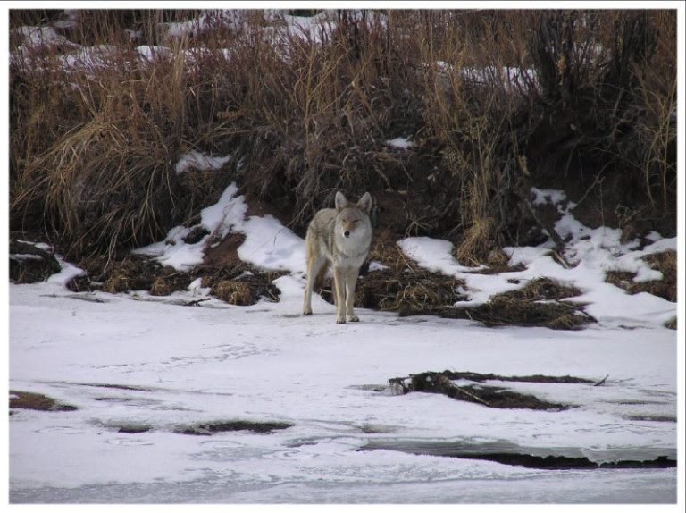 Coyotes are omnivores and eat everything from bird seed to rodents, berries to garbage and sometimes free-roaming cats and dogs. But Coloradans can share the landscape with these wild neighbors by following three important tips. (Photo courtesy of CPW.)
