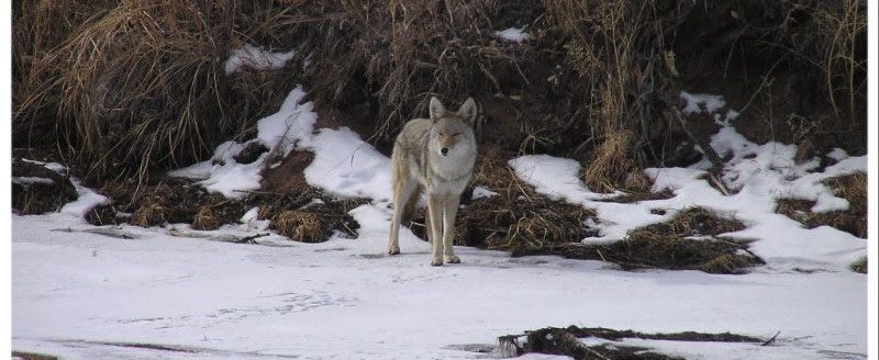 Coyotes are omnivores and eat everything from bird seed to rodents, berries to garbage and sometimes free-roaming cats and dogs. But Coloradans can share the landscape with these wild neighbors by following three important tips. (Photo courtesy of CPW.)