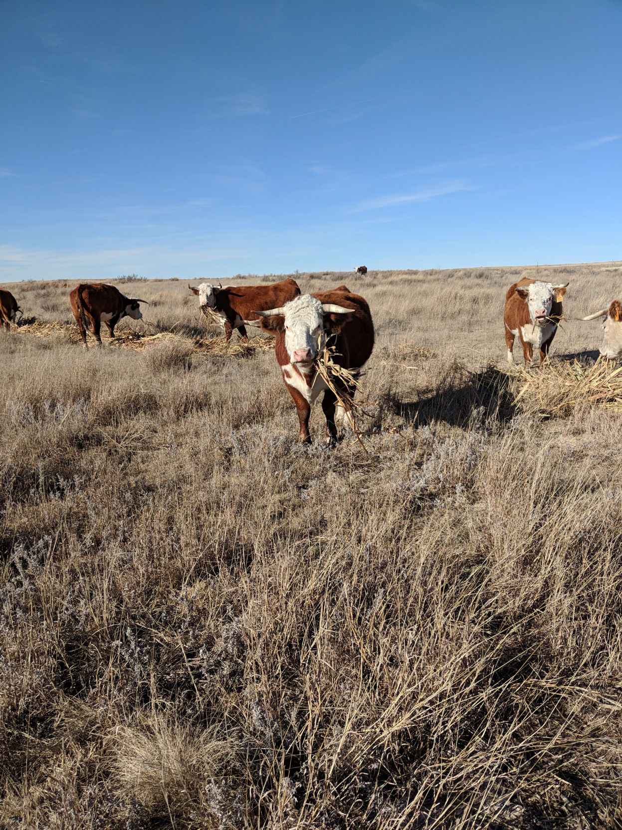 Cattle in the pasture (Journal photo by Jennifer Theurer)