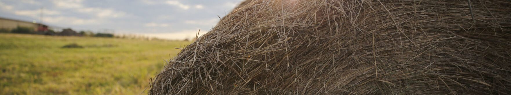 Round hay bale (Photo courtesy MU College of Agriculture, Food and Natural Resources.)