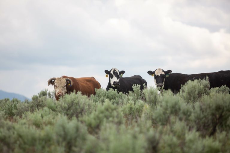 Photo courtesy of the American Hereford Association