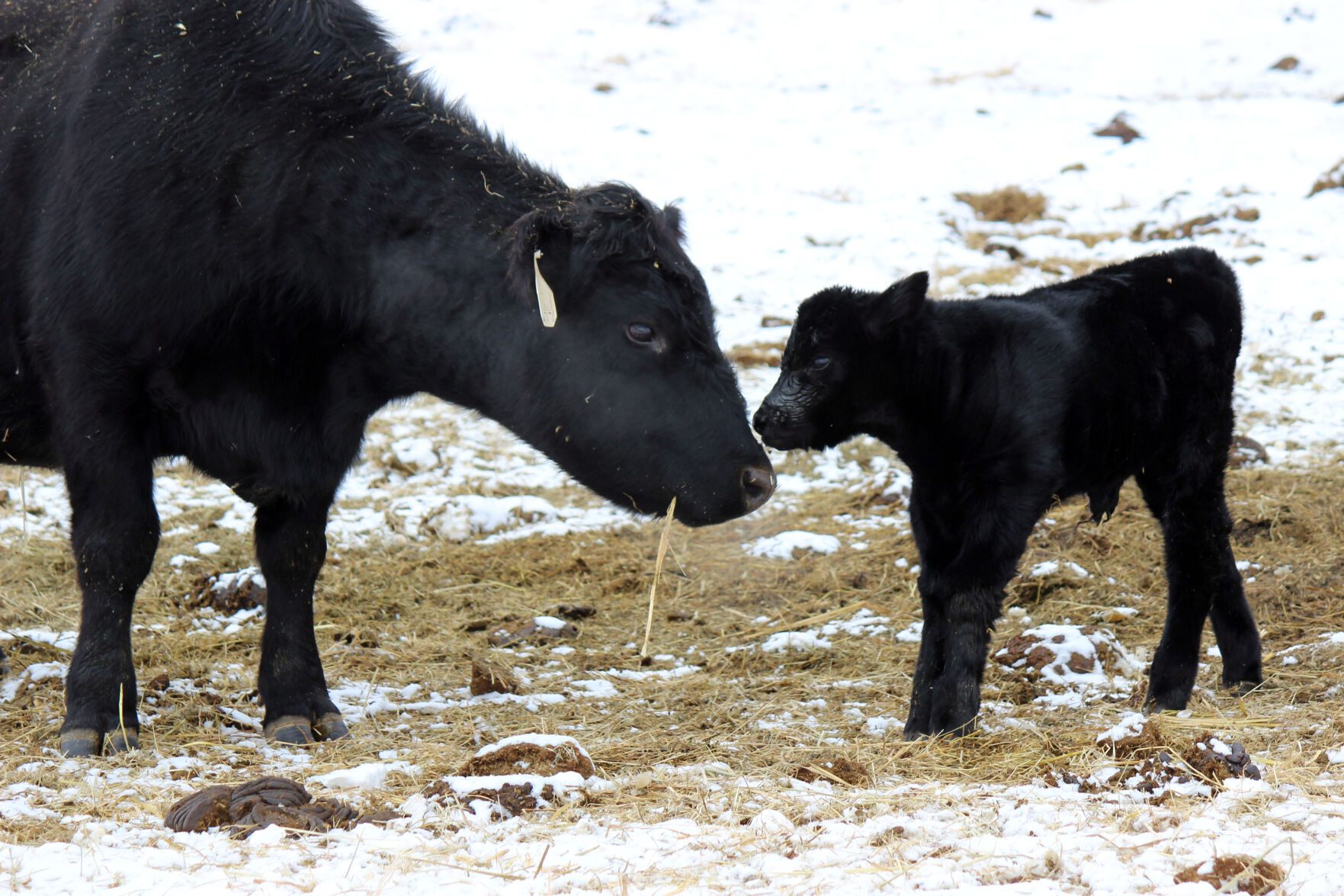 Mother’s instincts need to take over and protect calves, especially in frigid temperatures like the ones the High Plains saw during the Siberian Express. (Journal photo by Lacey Newlin.)