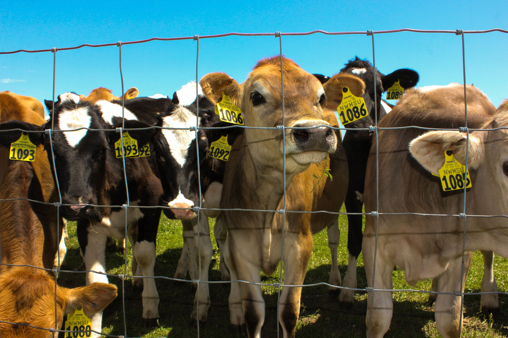 Dairy calves (Photo: Taylor Husz - Maryville, Missouri)