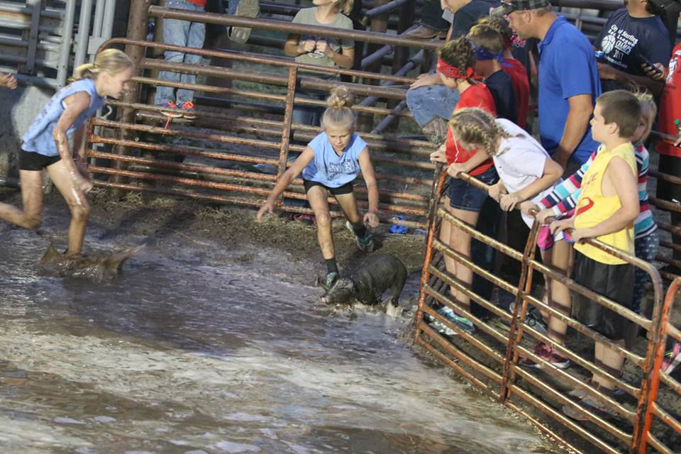 Kids participate in the annual pig-catching contest at the Harvest Festival in Sedgwick County, Colorado. The Sedgwick County Colorado FFA chapter cares for the pigs before and after the contest. The group was one of the 2016 recipients of a grant from Colorado Corn Administrative Committee as part of its Colorado Corn FFA Grant Program, and used the funds to build their own facilities to care for the animals. (Courtesy photo.)