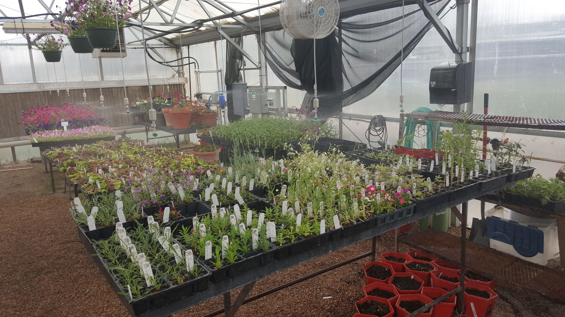 The Holly Colorado FFA greenhouse provides valuable products for community members to purchase while supporting the Agriculture Education Program at the school. Working on a 4-day week school schedule, hand-watering plants proved to be challenging. Through a 2016 grant from the Colorado Corn Administrative Committee as part of the Colorado Corn FFA Grant program, the chapter was able to add an automated watering system to the greenhouse to teach students water conservation and new efficient applications. (Courtesy photo.)