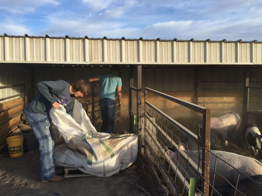 A Sedgwick County Colorado FFA member feeds pigs at their facility recently. The chapter was approached to take over the annual Harvest Festival pig-catching contest held Labor Day weekend and needed facilities to house 15 feeder pigs before and after the contest. The group was one of the 2016 recipients of a grant from Colorado Corn Administrative Committee as part of its Colorado Corn FFA Grant Program. (Courtesy photo.)