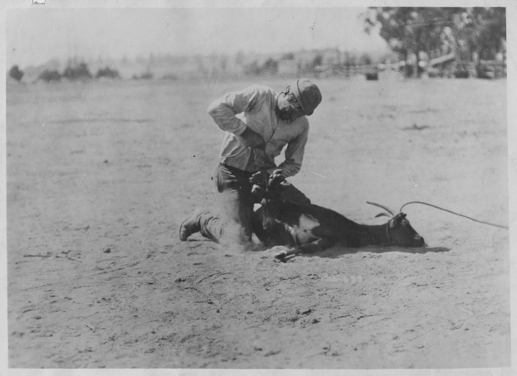 Will Rogers ties a goat. (Photo courtesy Will Rogers Memorial Museum.)