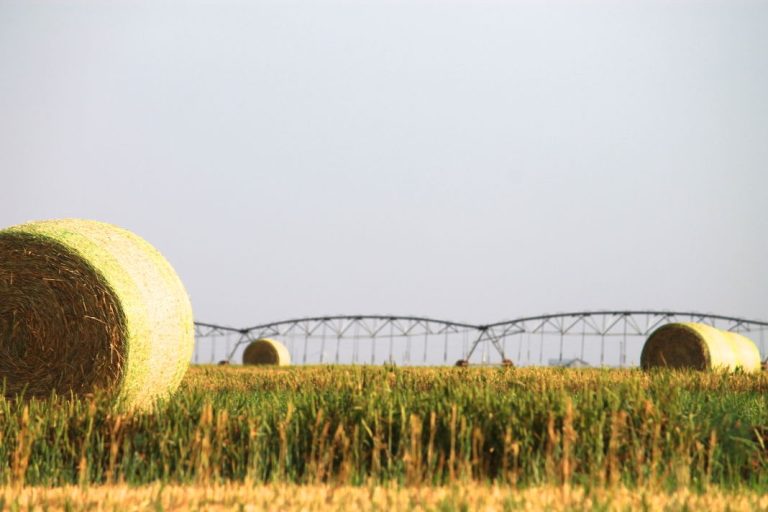 Hay in field (Journal stock photo)