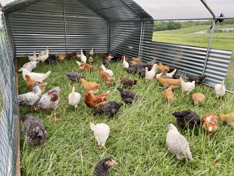 The pullets love being able to free-range on grass with the predator protection from the chicken sled. (Courtesy photo.)