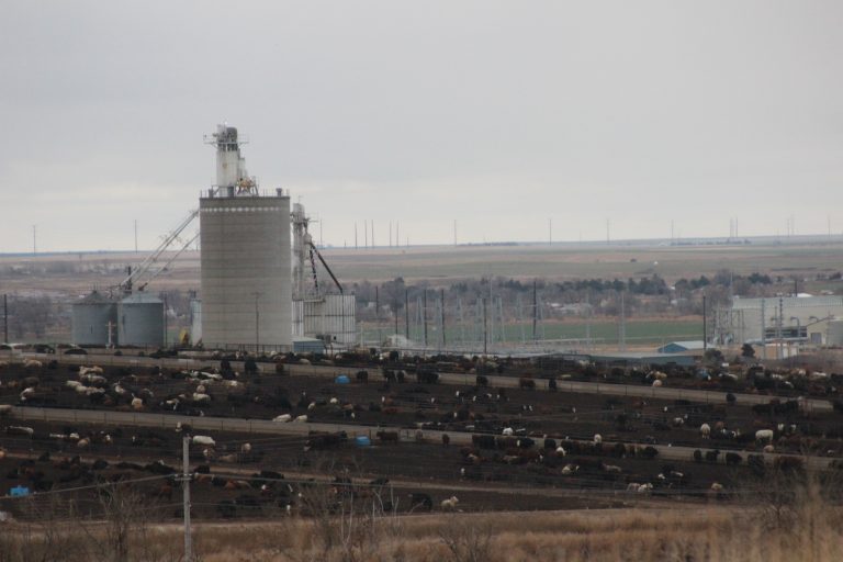 Latest WASDE livestock report was issued. (Journal photo by Dave Bergmeier.)