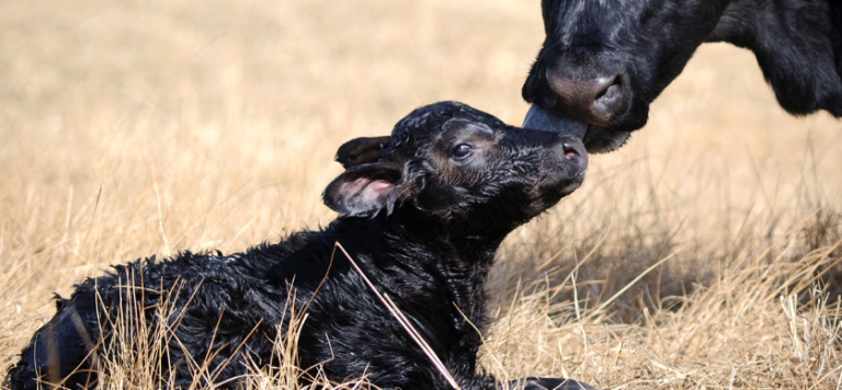 Cow with calf (Photo: courtesy of Frank J. Buchman)