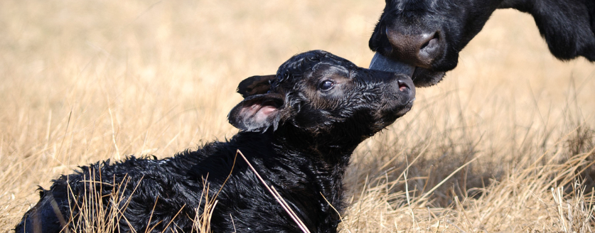 Cow with calf (Photo: courtesy of Frank J. Buchman)