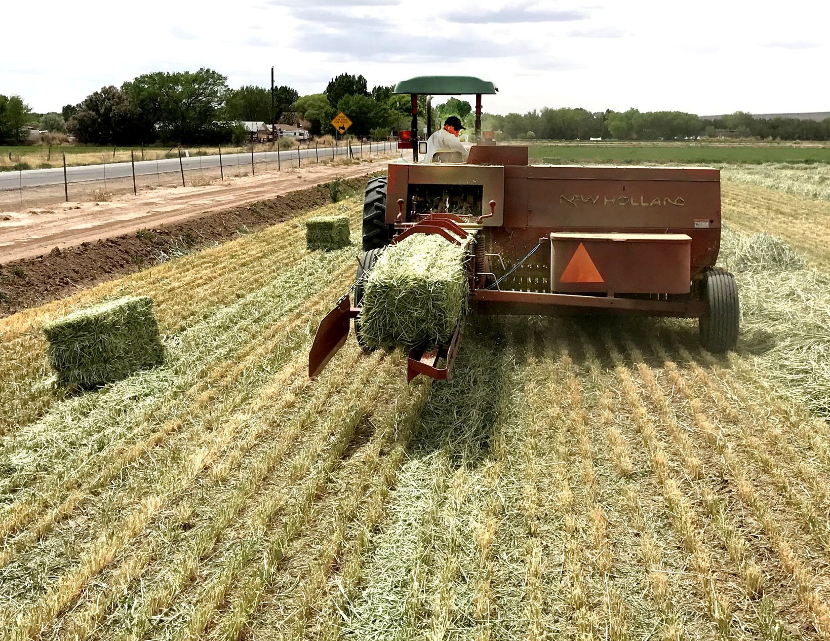 Beardless wheat hay baling (Photo: courtesy of NMSU)