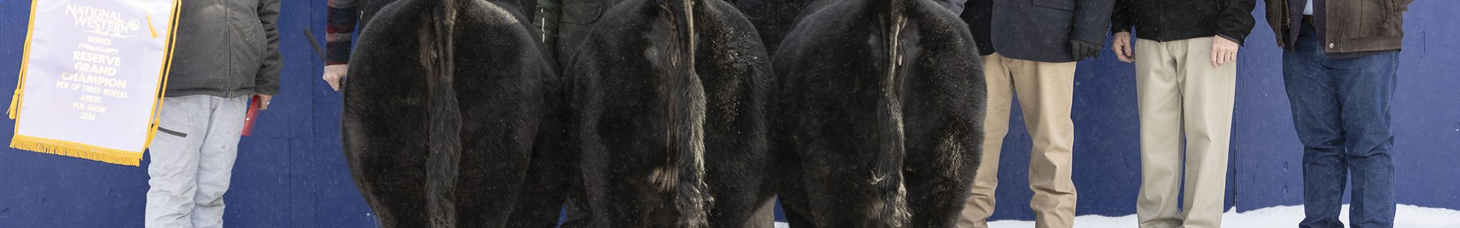 Bar S Ranch Inc., Paradise, Kansas, won reserve grand champion pen of three heifers at the 2024 National Western Stock Show's Angus Pen and Carload Show, Jan. 13, in Denver, Colorado. The April 2023 heifers posted an average weight of 870 pounds and are sired by Sitz Barricade 632F. The trio earlier won late calf champion. Adam Sawyer, Bassett, Nebraska; Doug Stevenson, Laurel, Montana; and John Toledo, Visalia, Calififornia, evaluated the two carloads and 22 pens. (Photo courtesy of Legacy Livestock Imaging.)