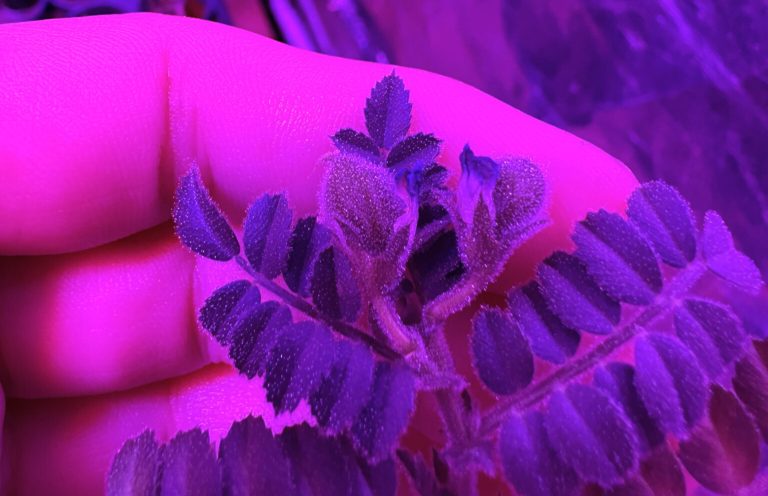Texas A&M Department of Soil and Crop Sciences graduate student Jessica Atkin was able to produce the first chickpea seeds in a 75% mixture of simulated moondust. (Texas A&M AgriLife photo by Jessica Atkin)
