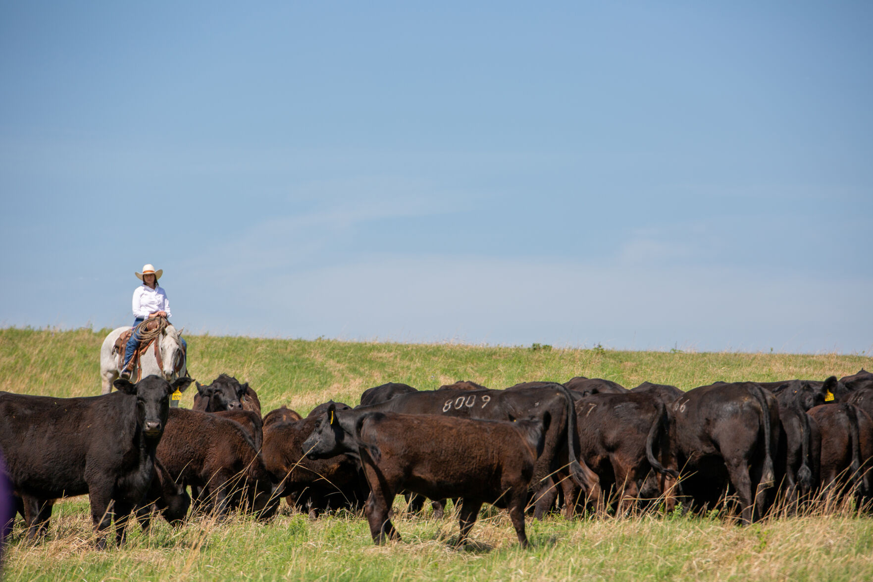 Amy Langvardt minds the cattle at the May Beef Month proclaimation event May 12 near Manhattan, Kansas. Lyons Ranch hosted the event where Kansas Governor Laura Kelly signed the proclamation. (Journal photo by Kylene Scott.)