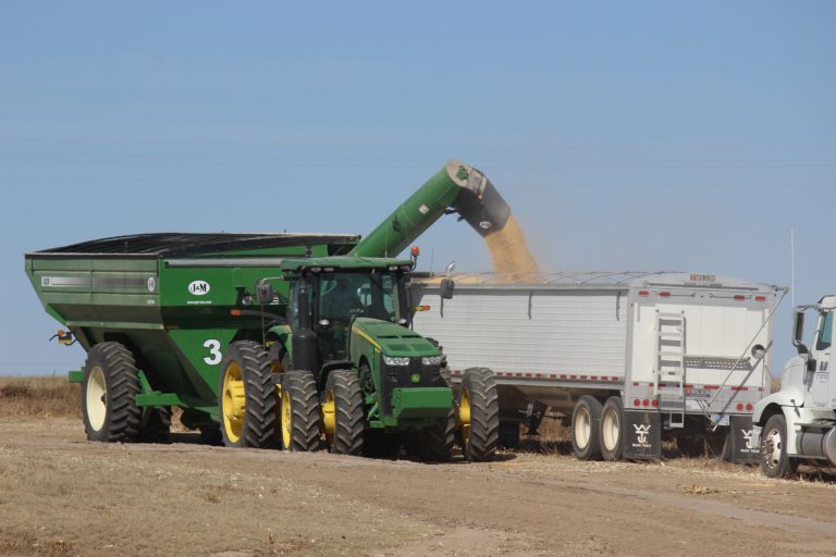 Dumping grain (Journal photo by Lacey Newlin)