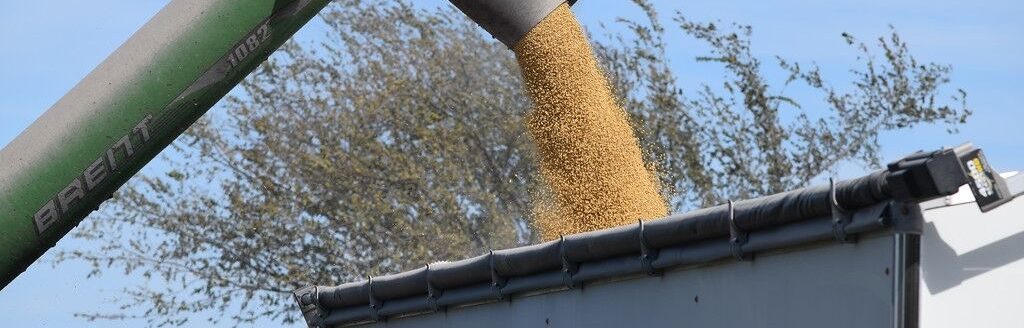 Grain dump (Courtesy photo)