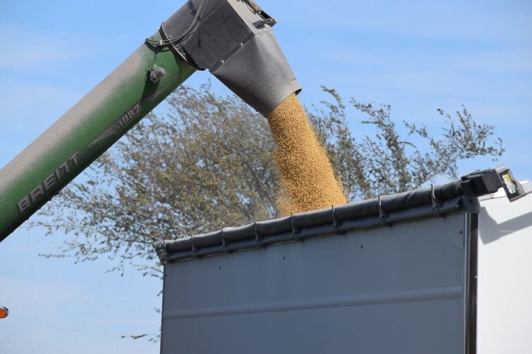 Grain dump (Courtesy photo)