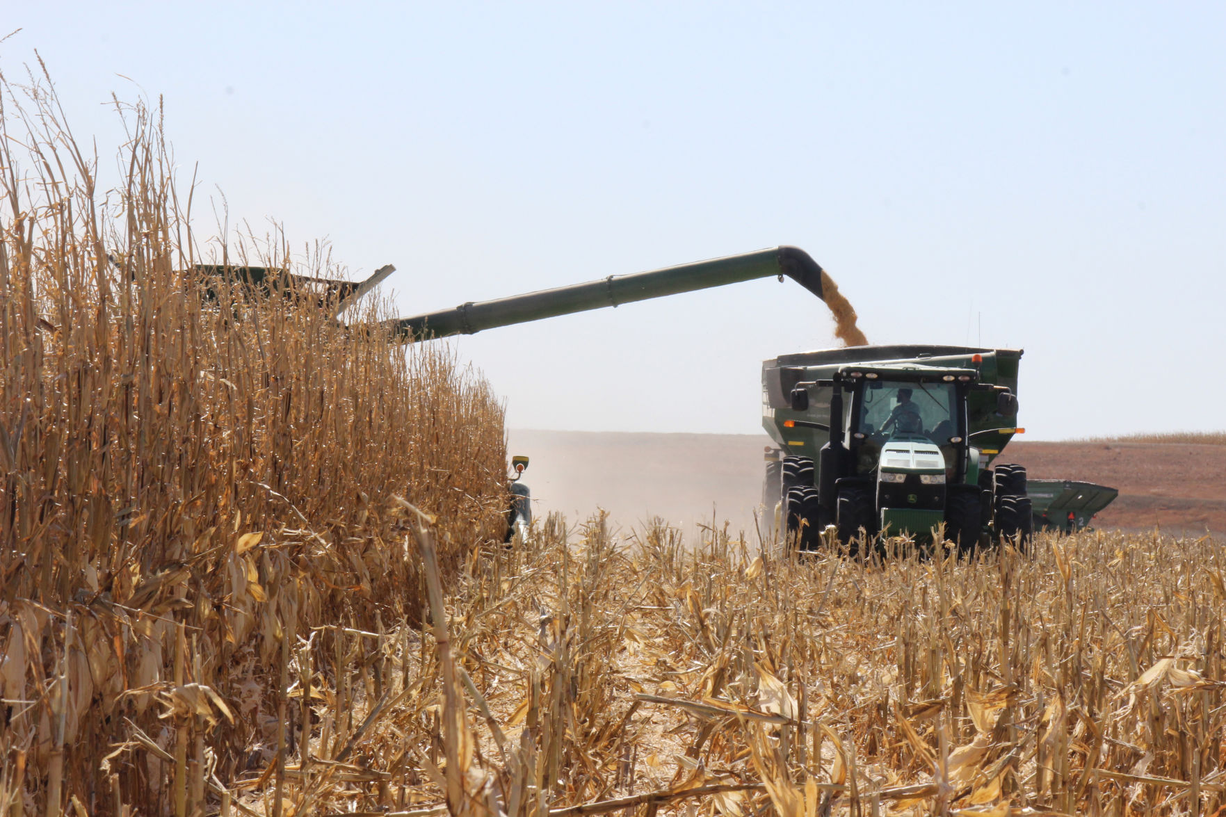 Corn harvest grain dump (Journal photo by Lacey Newlin)