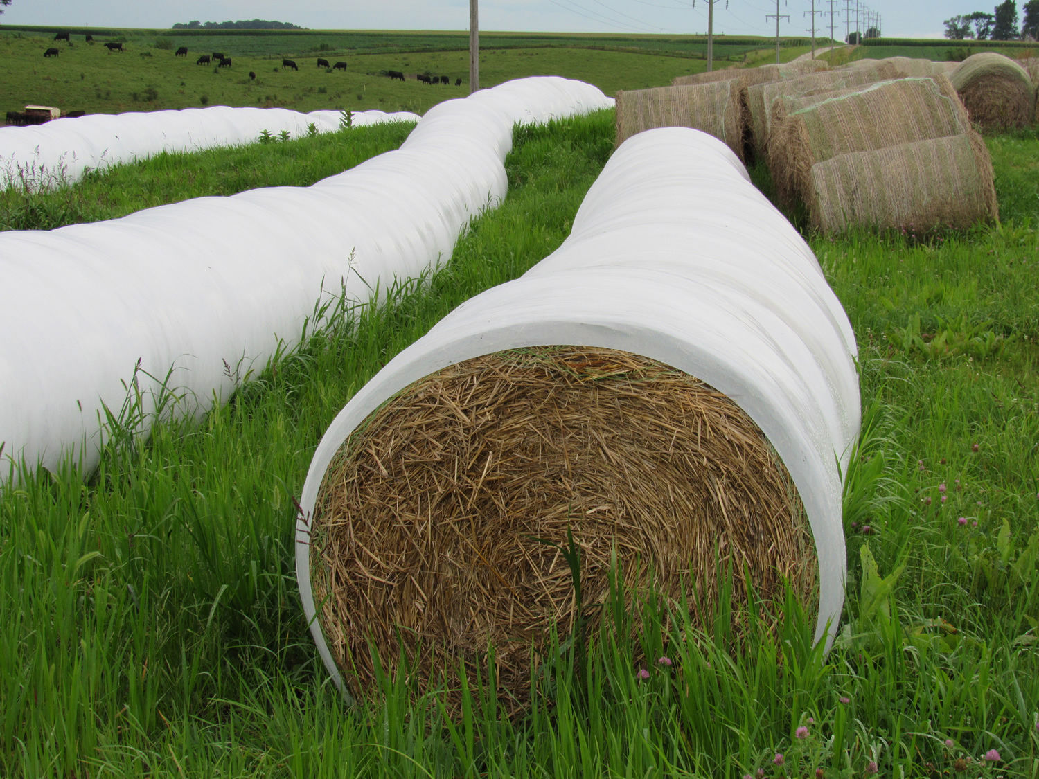 Hay bales (Photo: courtesy of Iowa State University's Iowa Beef Center)