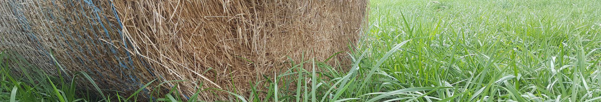 Bales should be removed from the field to avoid damage to existing forage and the hay itself. (U of A System Division of Agriculture courtesy photo by Dirk Philipp)